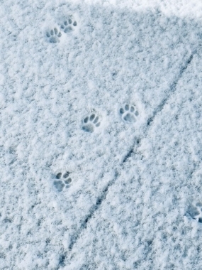 願い惜しくも‥