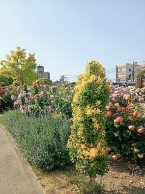本日やっとお会いできた御兄様